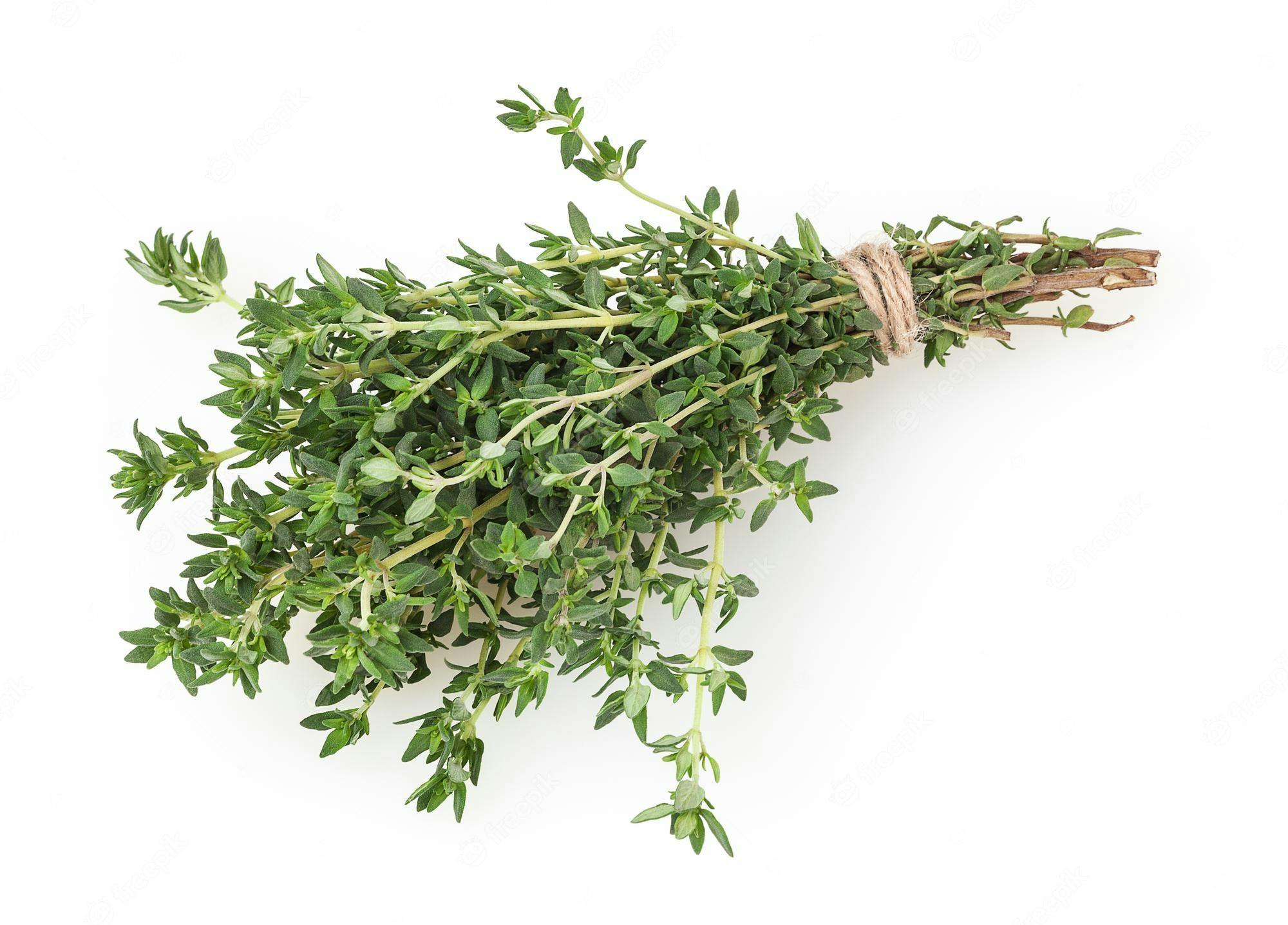 stems of thyme
